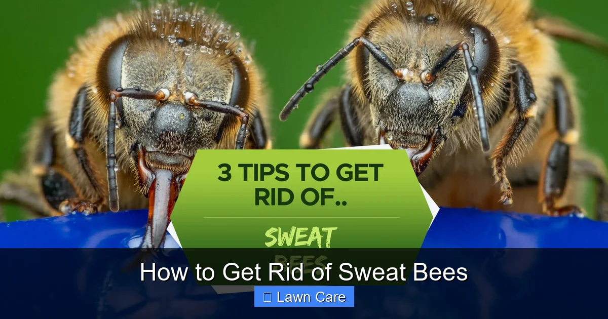 How to Get Rid of Sweat Bees