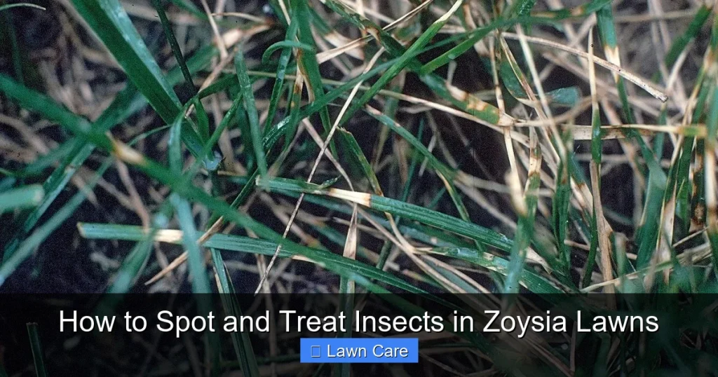 How to Spot and Treat Insects in Zoysia Lawns