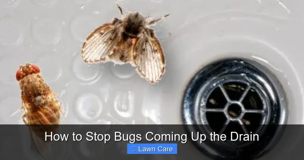 How to Stop Bugs Coming Up the Drain