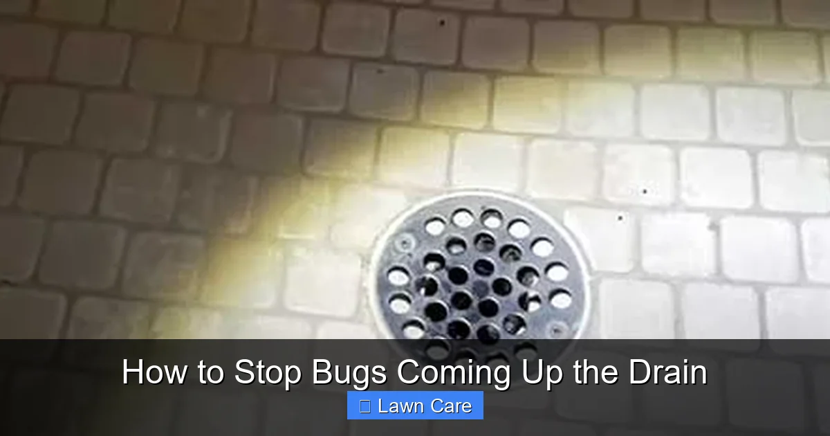 How to Stop Bugs Coming Up the Drain