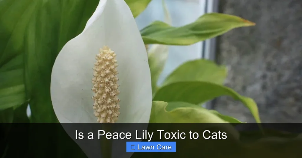 Is a Peace Lily Toxic to Cats