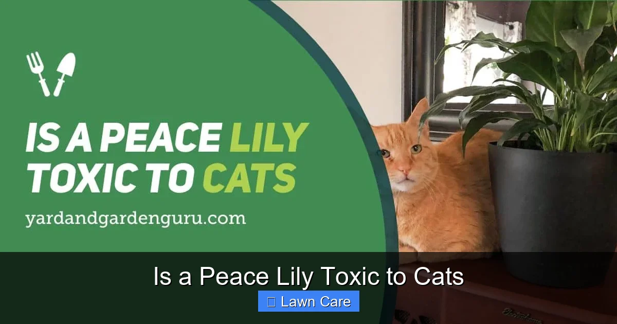 Is a Peace Lily Toxic to Cats