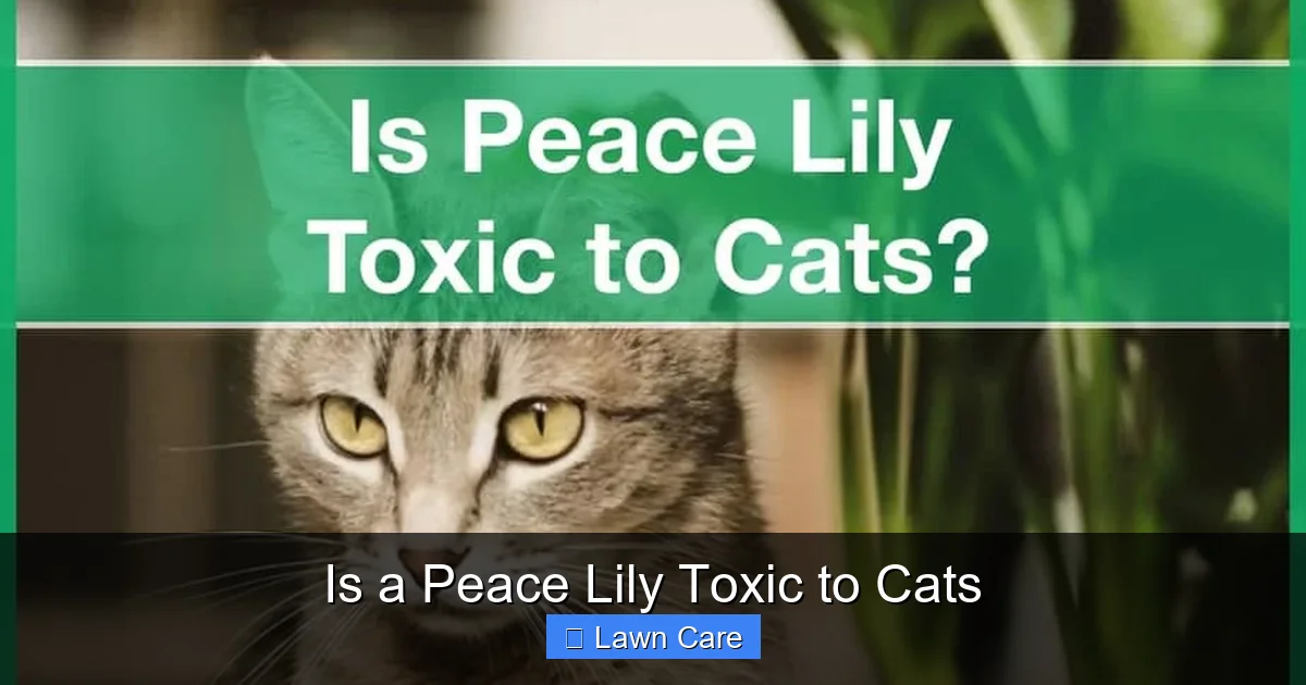Is a Peace Lily Toxic to Cats