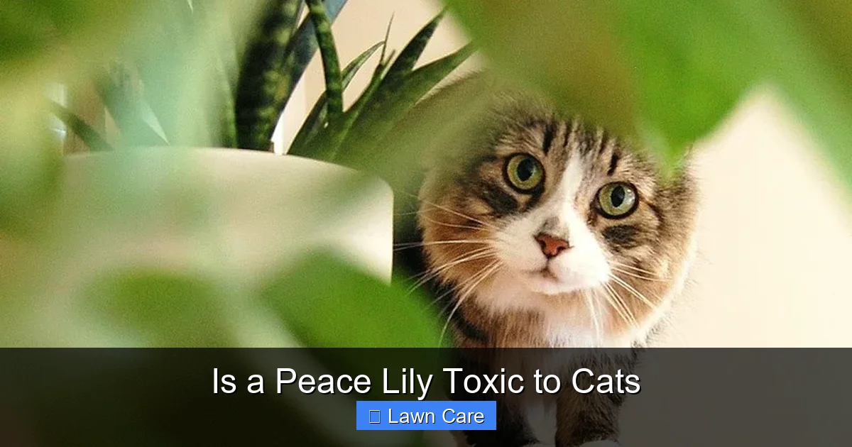 Is a Peace Lily Toxic to Cats