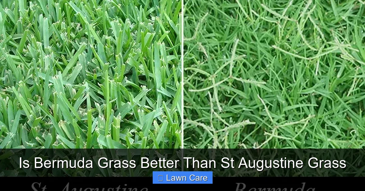 Is Bermuda Grass Better Than St Augustine Grass