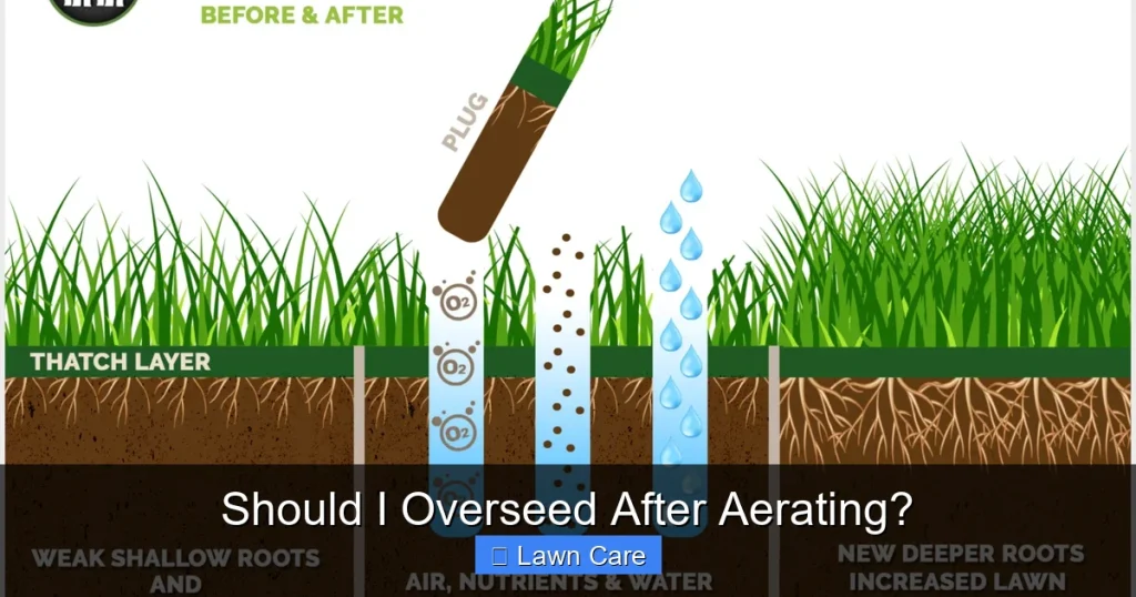 Should I Overseed After Aerating?
