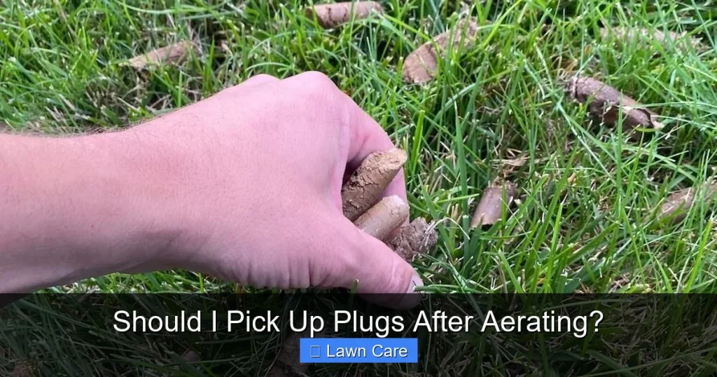 Should I Pick Up Plugs After Aerating?