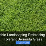 Sustainable Landscaping Embracing Drought Tolerant Bermuda Grass