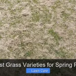 The Best Grass Varieties for Spring Planting