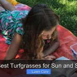 The Best Turfgrasses for Sun and Shade