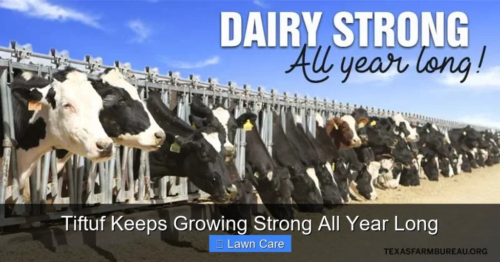 Tiftuf Keeps Growing Strong All Year Long