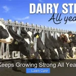 Tiftuf Keeps Growing Strong All Year Long