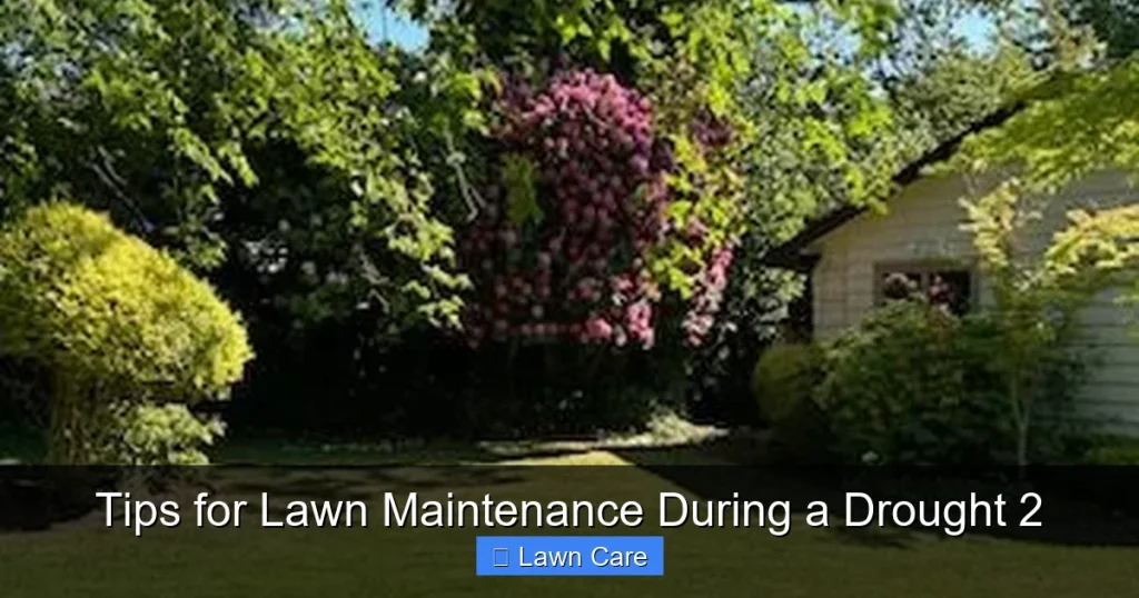 Tips for Lawn Maintenance During a Drought 2