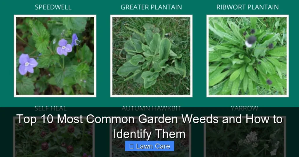 Top 10 Most Common Garden Weeds and How to Identify Them