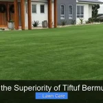 Unveiling the Superiority of Tiftuf Bermuda Grass