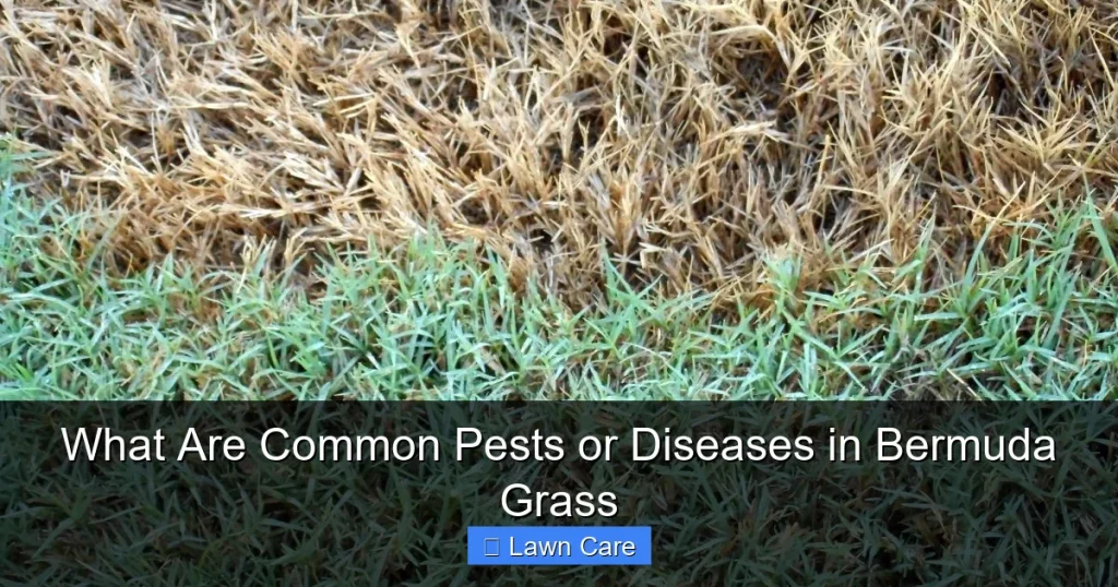 What Are Common Pests or Diseases in Bermuda Grass