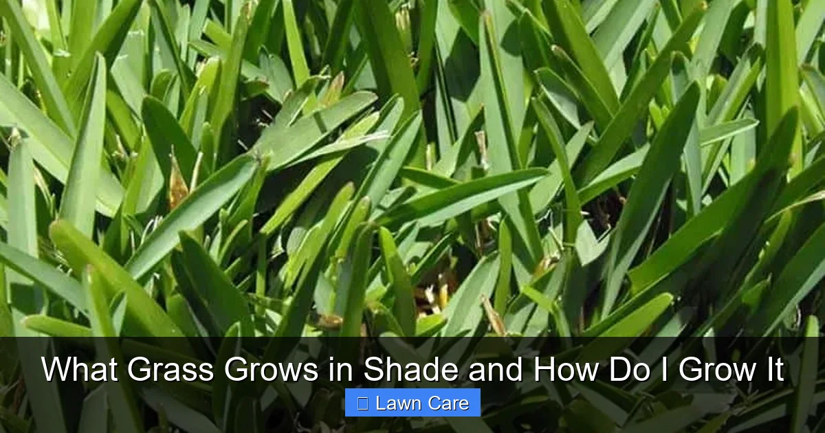 What Grass Grows in Shade and How Do I Grow It