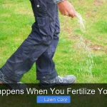 What Happens When You Fertilize Your Lawn