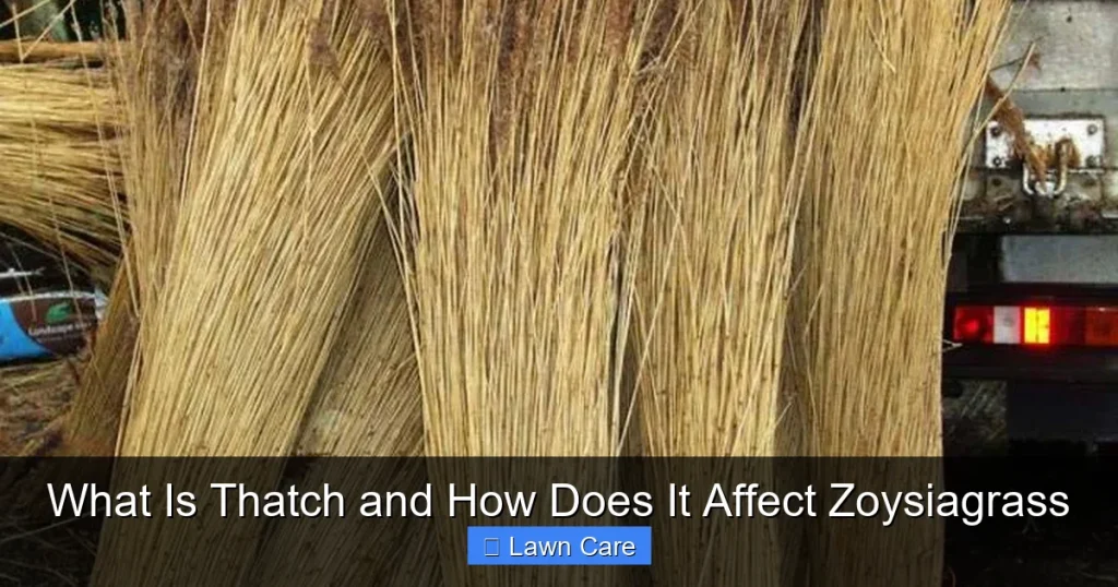 What Is Thatch and How Does It Affect Zoysiagrass