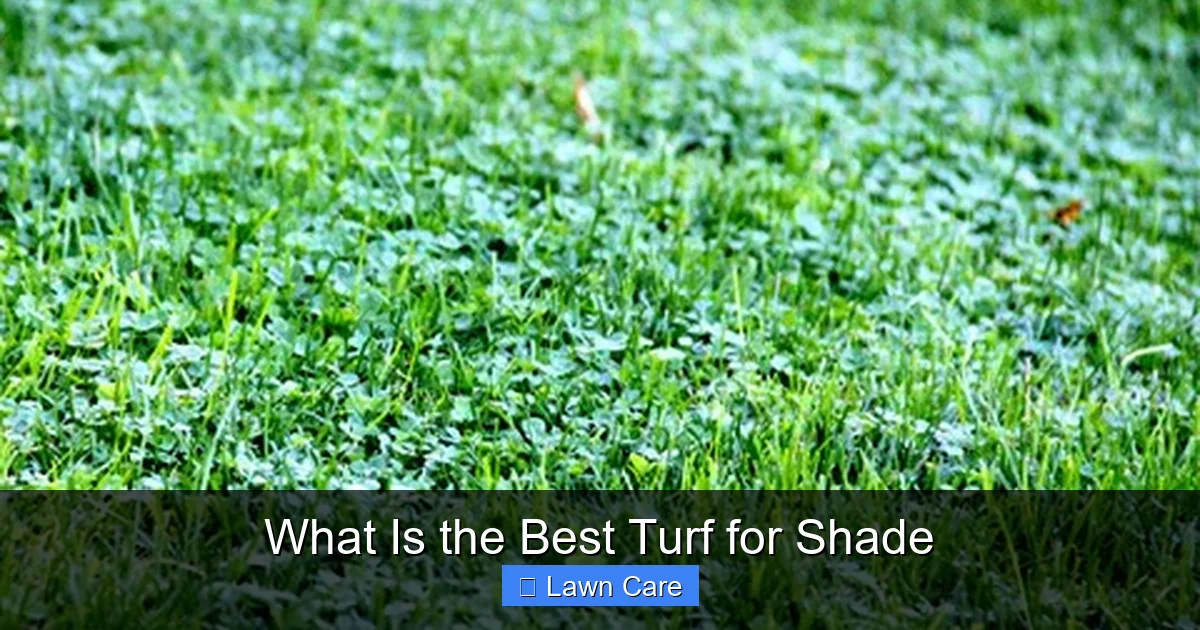 What Is the Best Turf for Shade