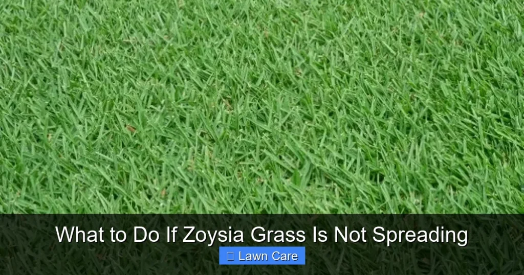 What to Do If Zoysia Grass Is Not Spreading