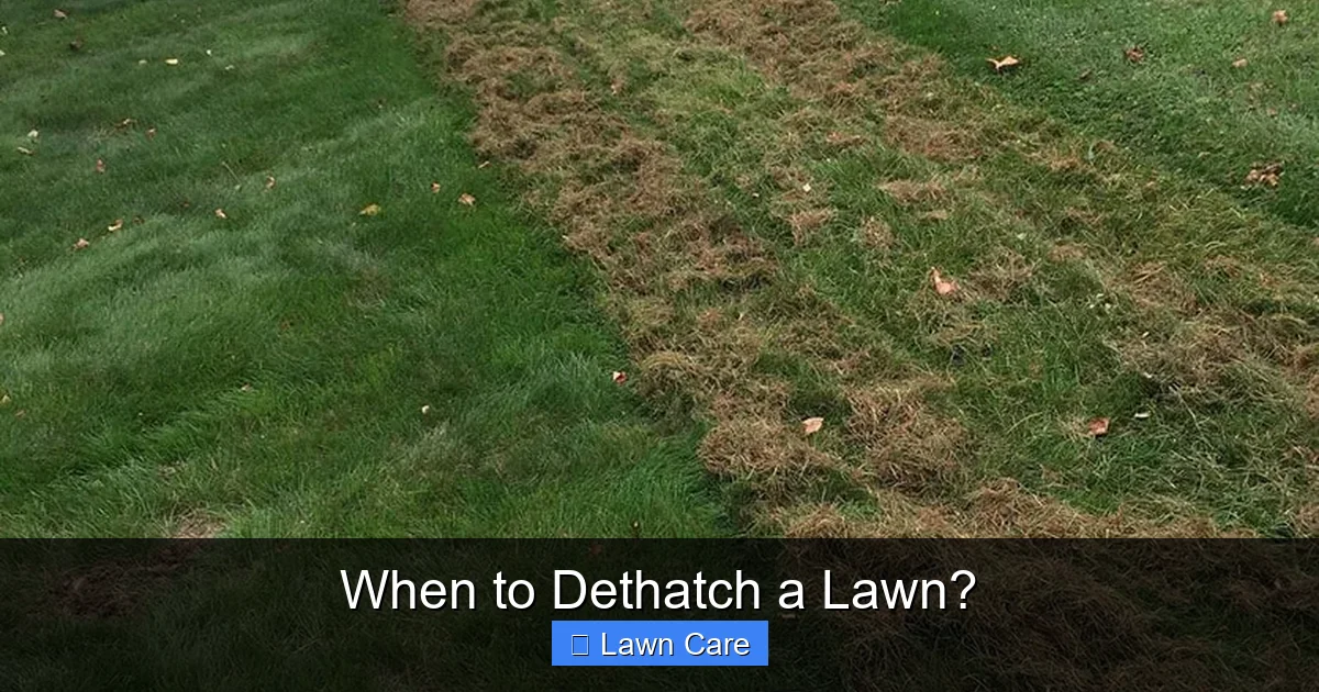 When to Dethatch a Lawn?