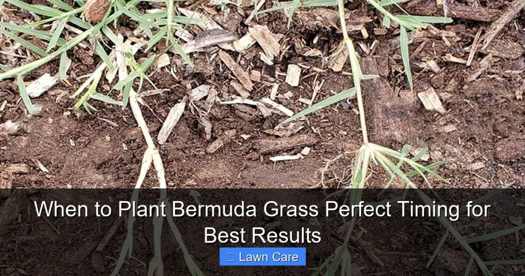 When to Plant Bermuda Grass Perfect Timing for Best Results