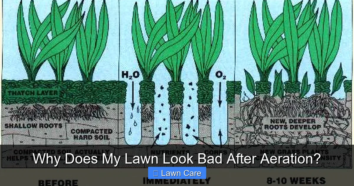 Why Does My Lawn Look Bad After Aeration?