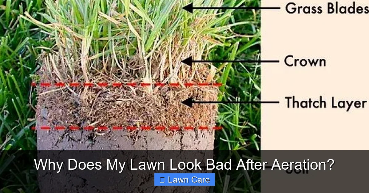 Why Does My Lawn Look Bad After Aeration?