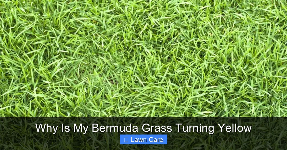 Why Is My Bermuda Grass Turning Yellow