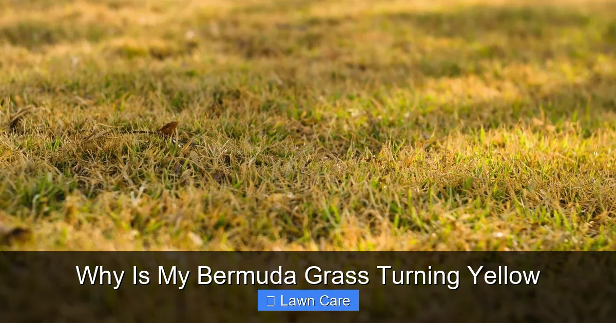 Why Is My Bermuda Grass Turning Yellow