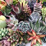 10 Assorted Live Succulent Cuttings