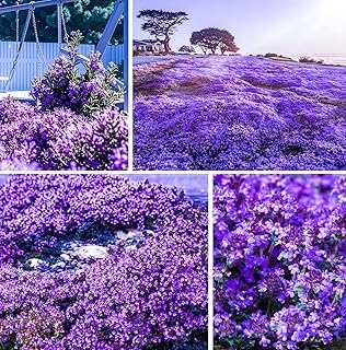 20000+Creeping Thyme Seeds Planting Outdoor-Heirloom Thymus