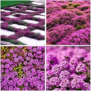 21500pcs Creeping Thyme Seeds Planting Outdoor