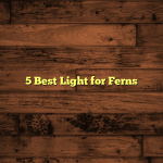5 Best Light for Ferns