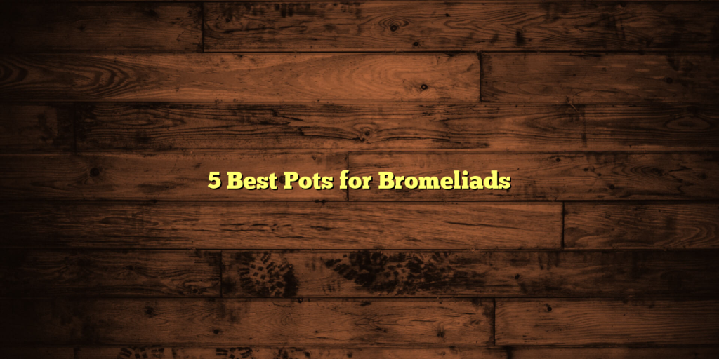 5 Best Pots for Bromeliads