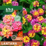 50 Lantana Flower Seeds