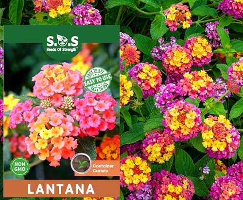 50 Lantana Flower Seeds