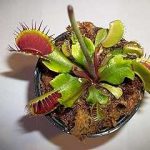 Adult Sized Venus Flytrap