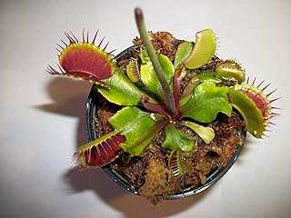 Adult Sized Venus Flytrap
