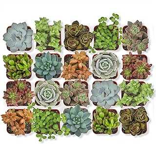 Altman Plants Live Succulent (20 Pack)