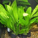 Amazon Sword Echinodorus Bleheri x3 Plants