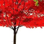 American Red Maple Shade Tree