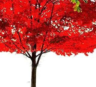 American Red Maple Shade Tree