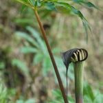 Arisaema taiwanense Taiwan Cobra Lily Live