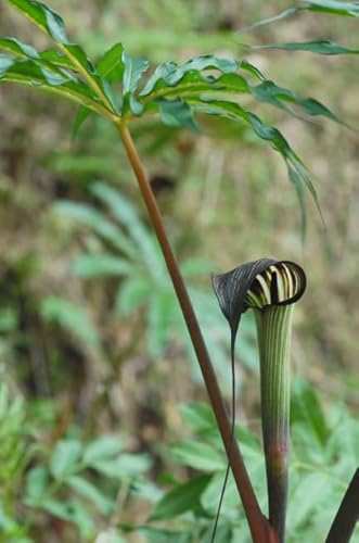 Arisaema taiwanense Taiwan Cobra Lily Live