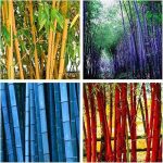 Bamboo Seeds (480 PCS) Low-Maintenance Evergreen