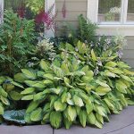 Best Deal Amazon 9-Pack Hosta Bare