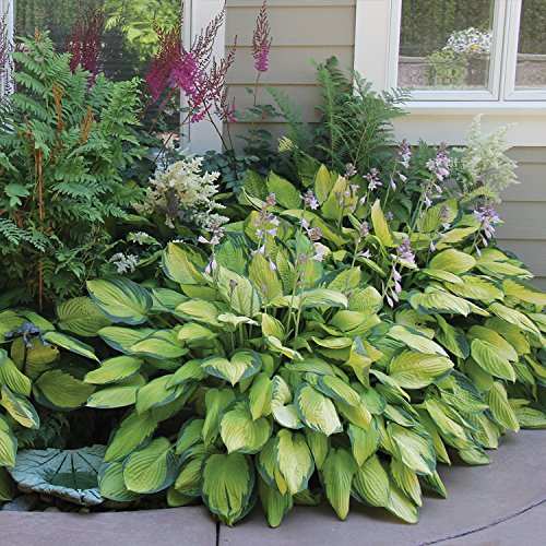 Best Deal Amazon 9-Pack Hosta Bare