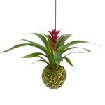 Better-GRO Bromeliad Hanging Kokedama